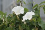 haagwinde