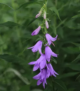 Westerwolde rijgt, tuinen en kunst Westerwolde rijgt, tuinen en kunst