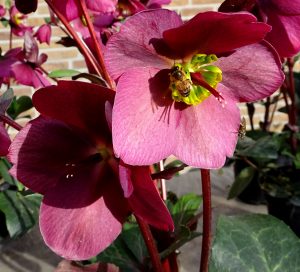 Helleborusdagen in de Noordoostpolder: 28 - 29 maart 2025 Helleborus - Foto Wies Voesten