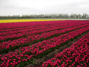 Tulpen Veld foto Wies-Voesten