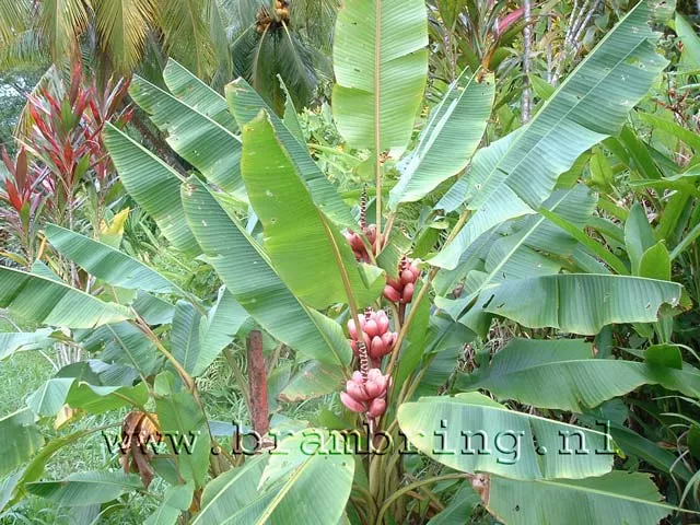 Musa Velutina