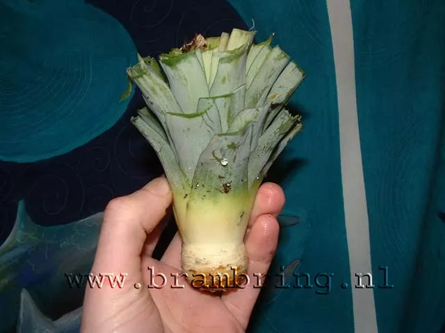 ananas stek