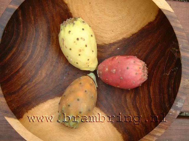 Cactus Vijg