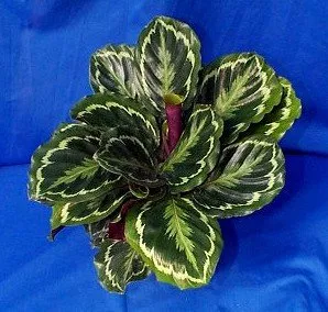 Calathea 'Medallion'