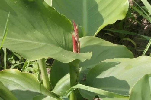 canna indica een jaar verder