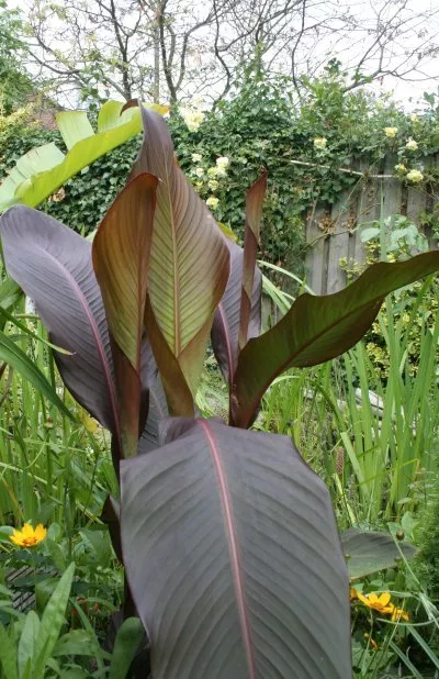 Canna Musafolia 'Rubrum' Canna Musafolia
