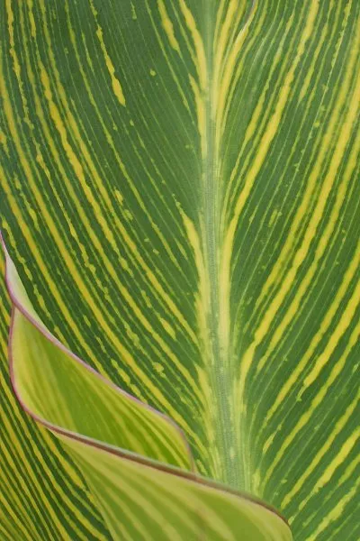 canna pretoria Canna 'Striata'