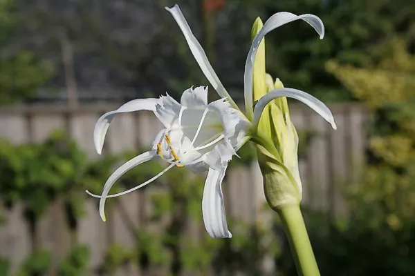Hymenocallis x festalis