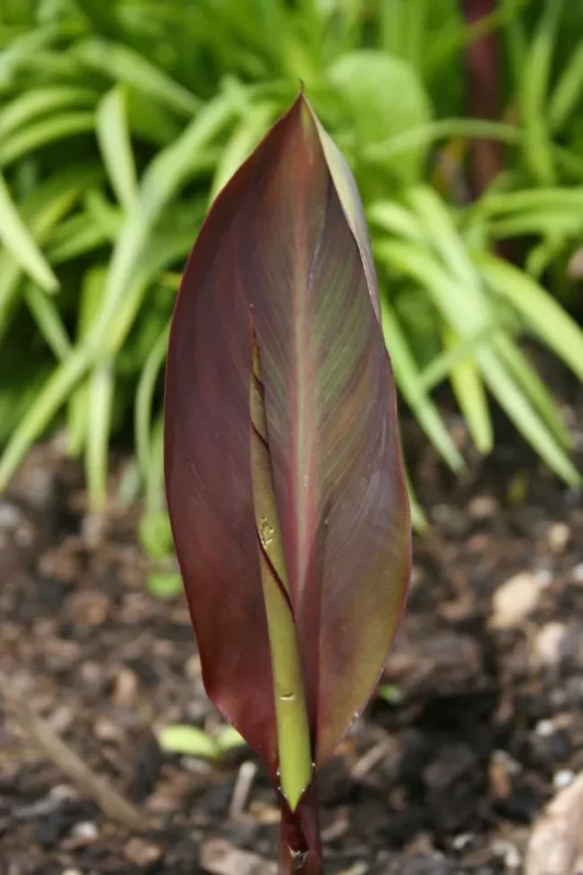 Canna 'Durban'