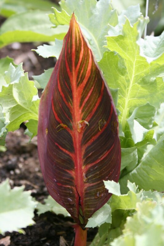 Canna 'Durban'