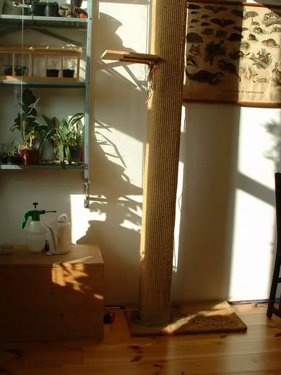 Klimpaal voor katten