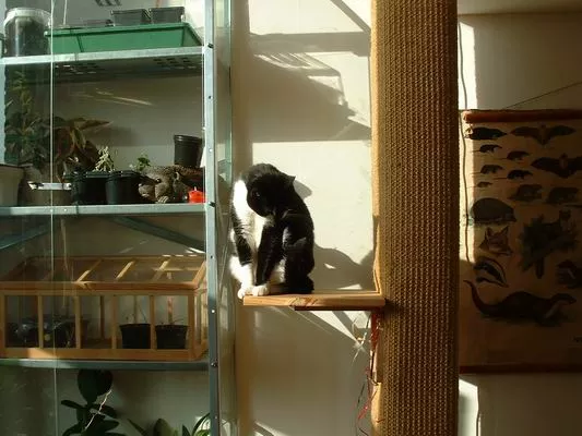 Klimpaal voor katten