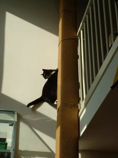 Klimpaal voor katten