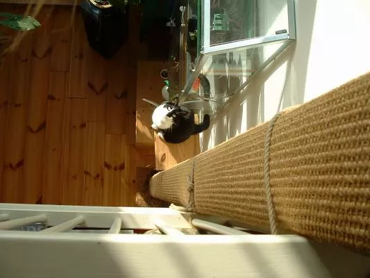 Klimpaal voor katten