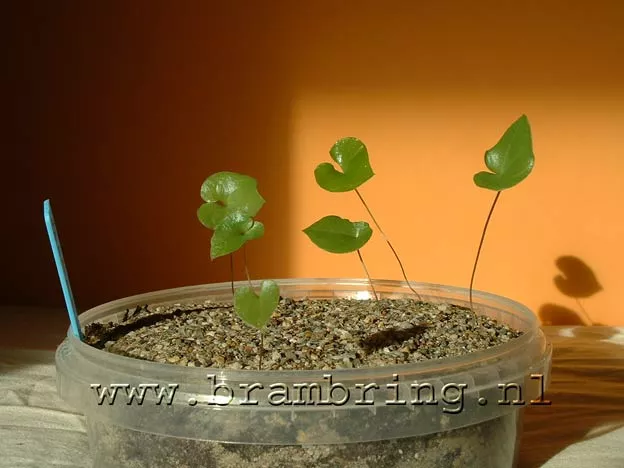 Zaailingen Dioscorea Elephantipes