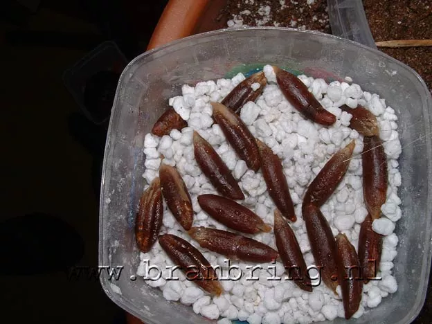 Dadels kweken Zaad I