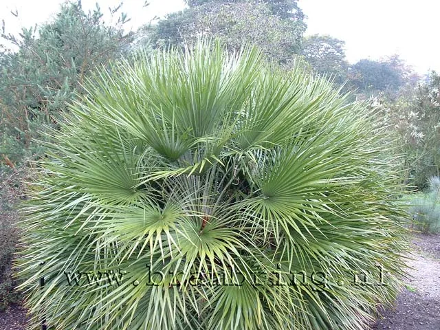Trachycarpus Fortunei