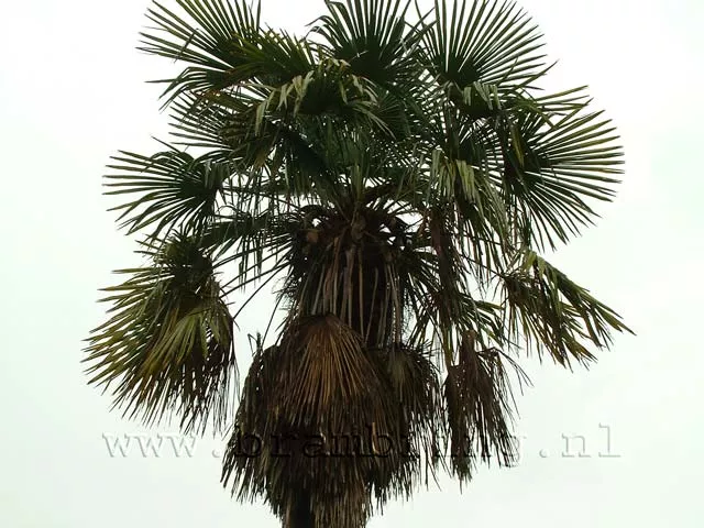 Trachycarpus Fortunei