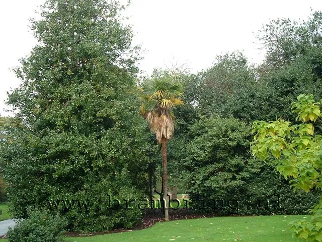 Trachycarpus Fortunei