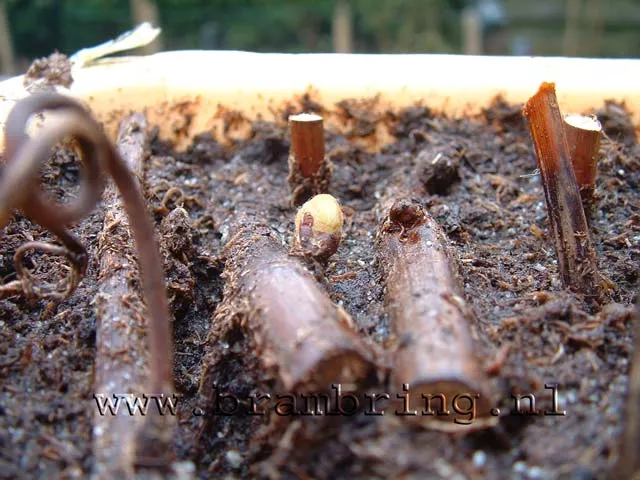 Druiven horizontal stekken