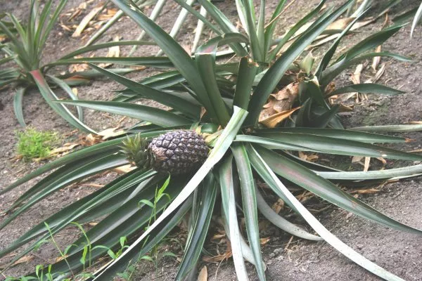 Ananas Comosus