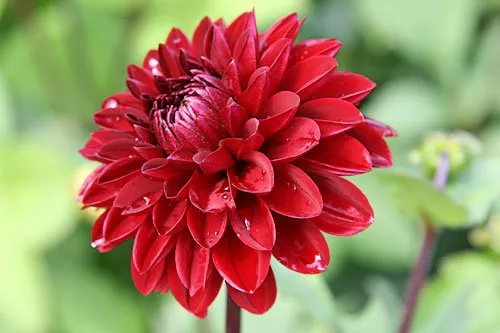 Dahlia Arabian Night