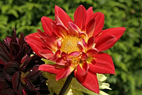 Dahlia Karma Bon Bini