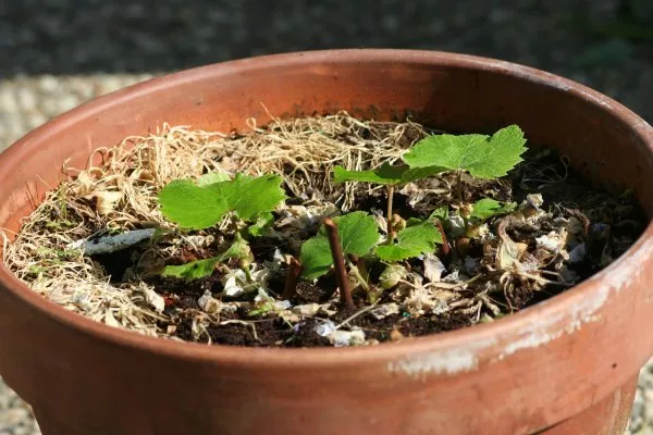 Druif Stek Veticaal Pot