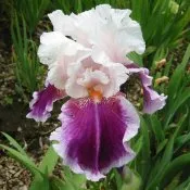 Iris Germanica
