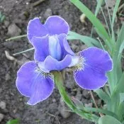 Iris Silver Edge