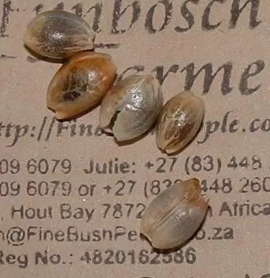 Leucospermum cordifolium