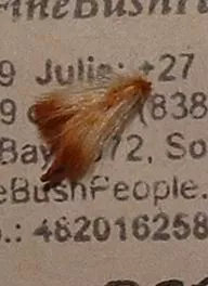 Protea Scolymocephala