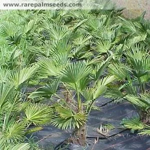 Trachycarpus wagnerianus