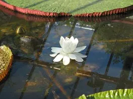 Victoria amazonica