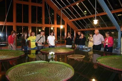 Victoria amazonica kas 