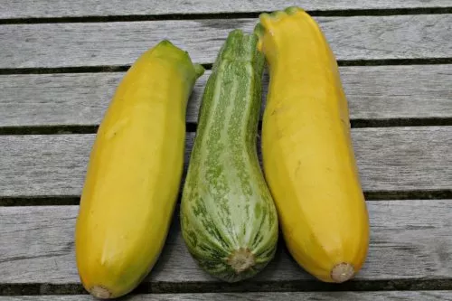 courgette