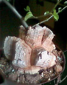Dioscorea Elephantipes