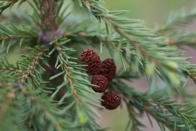 Kerstboom is een spar
