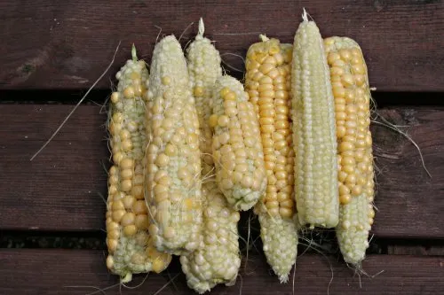 mais slecht bevrucht