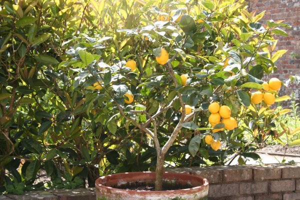 citrus citroen lost gardens of heligan