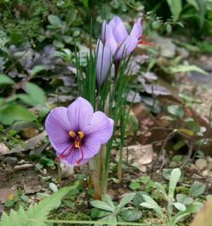 GFDL,Creative Commons Attribution ShareAlike 2.1 Japan License http://nl.wikipedia.org/wiki/Afbeelding:Crocus_sativus1.jpg GFDL,Creative Commons Attribution ShareAlike 2.1 Japan License http://nl.wikipedia.org/wiki/Afbeelding:Crocus_sativus1.jpg