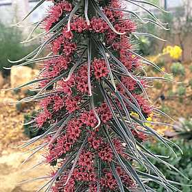 Echium wildpretii