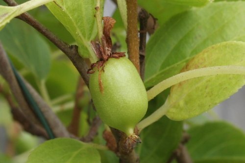 ActinidiaArguta 'Assai' ActinidiaArguta 'Assai'