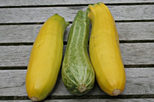 Courgette uit eigen tuin