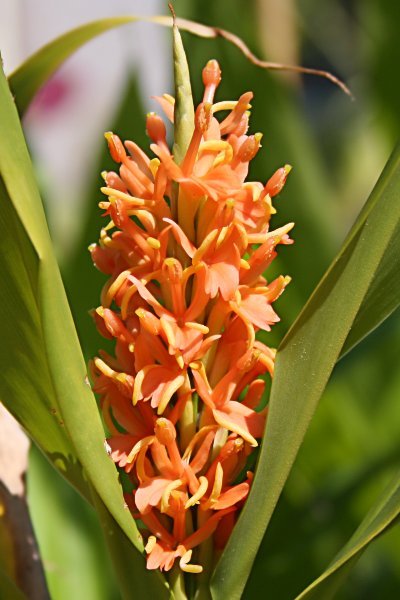 Hedychium Densiflorum 'Assam Orange'